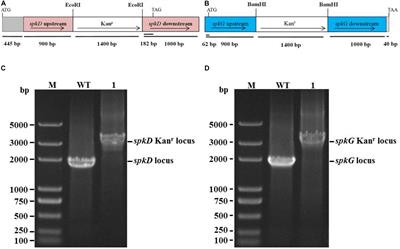 Serine/threonine Kinases Play Important Roles in Regulating Polyunsaturated Fatty Acid Biosynthesis in Synechocystis sp. PCC6803